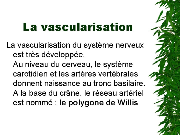 La vascularisation du système nerveux est très développée. Au niveau du cerveau, le système