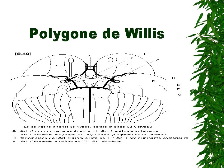 Polygone de Willis 