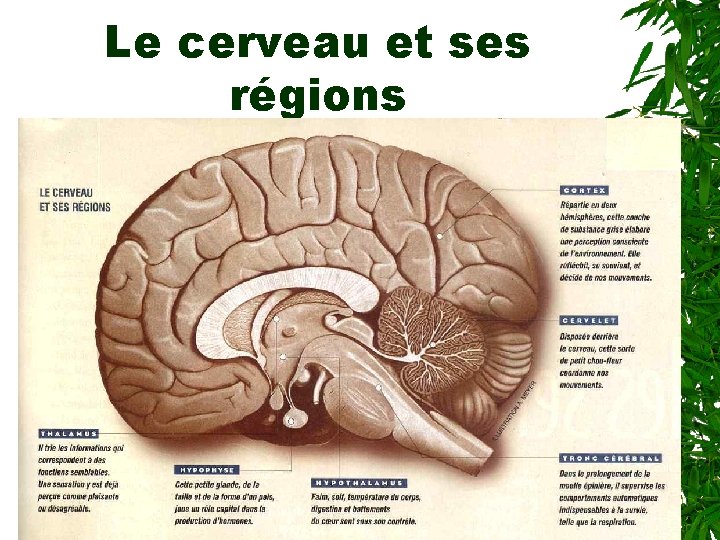 Le cerveau et ses régions 