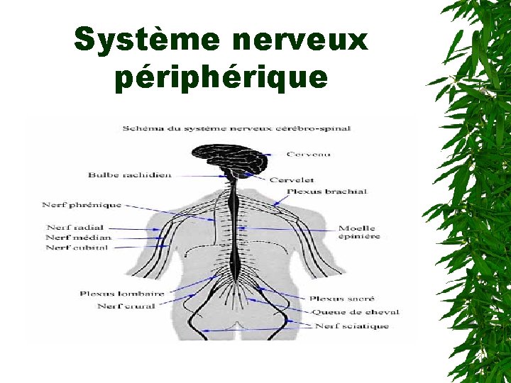 Système nerveux périphérique 