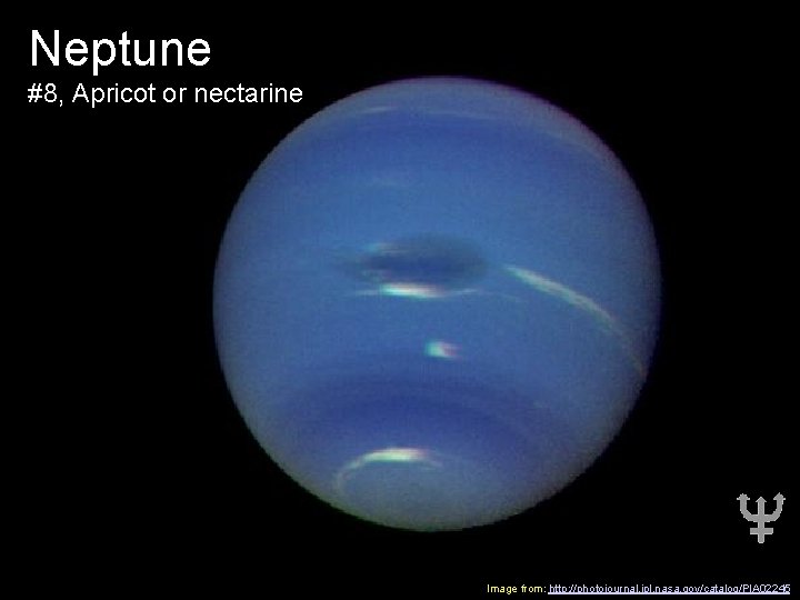 Neptune #8, Apricot or nectarine Image from: http: //photojournal. jpl. nasa. gov/catalog/PIA 02245 