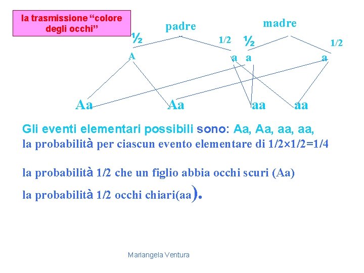 la trasmissione “colore degli occhi” padre madre ½ 1/2 A a a Aa aa