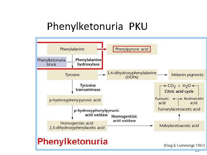 Phenylketonuria PKU 26 