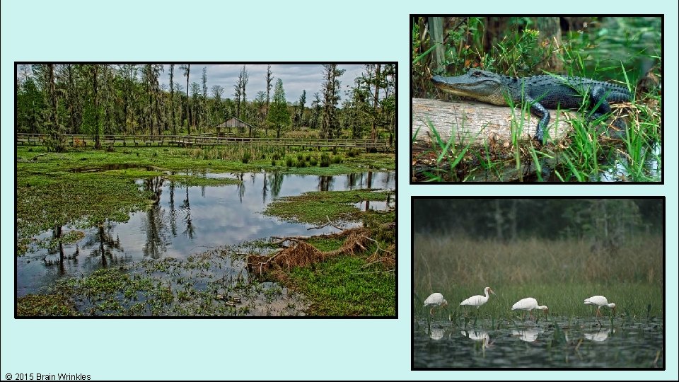 © 2015 Brain Wrinkles 