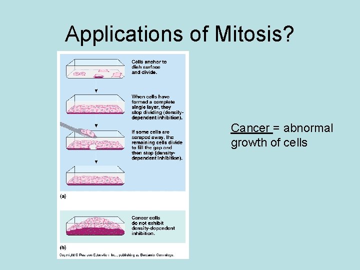 Applications of Mitosis? Cancer = abnormal growth of cells 