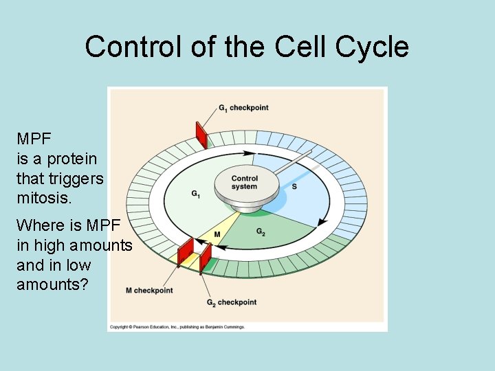 Control of the Cell Cycle MPF is a protein that triggers mitosis. Where is