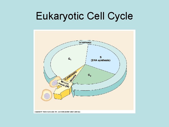 Eukaryotic Cell Cycle 