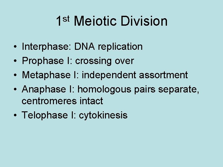 1 st Meiotic Division • • Interphase: DNA replication Prophase I: crossing over Metaphase