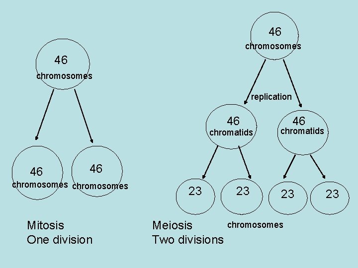 46 chromosomes replication 46 chromatids 46 chromosomes Mitosis One division 23 Meiosis Two divisions