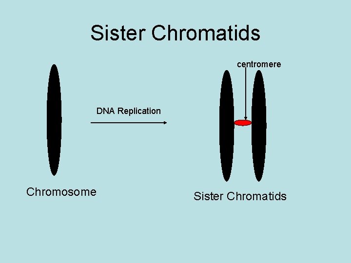 Sister Chromatids centromere DNA Replication Chromosome Sister Chromatids 