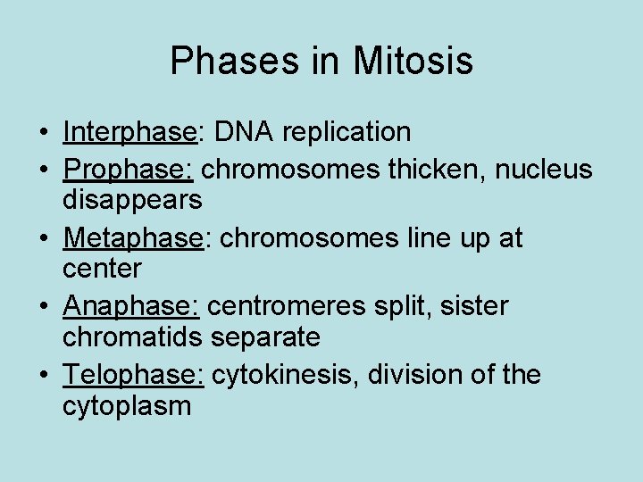 Phases in Mitosis • Interphase: DNA replication • Prophase: chromosomes thicken, nucleus disappears •