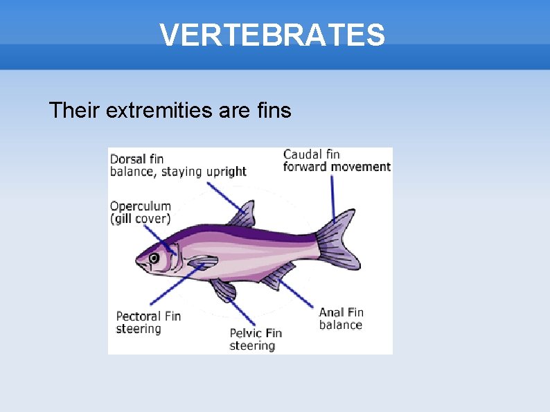 VERTEBRATES Their extremities are fins 