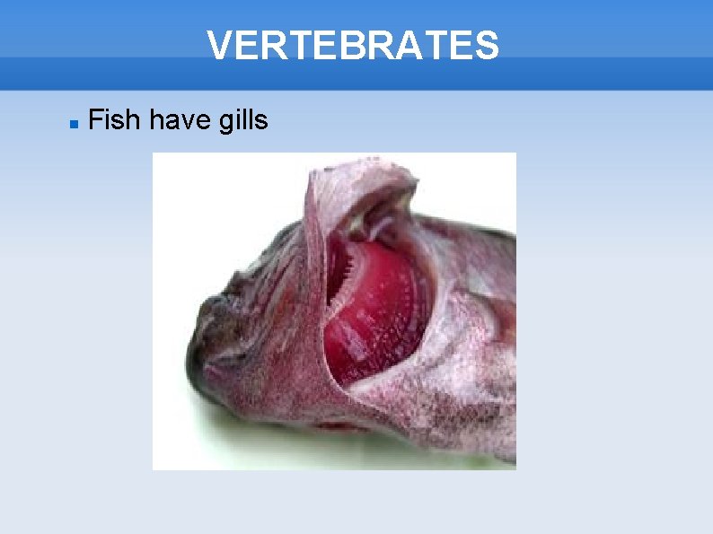 VERTEBRATES Fish have gills 