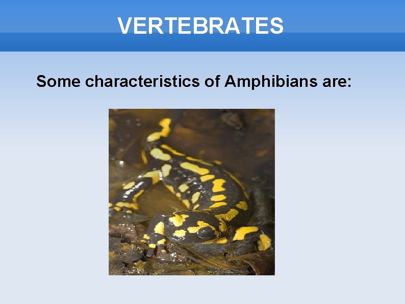 VERTEBRATES Some characteristics of Amphibians are: 