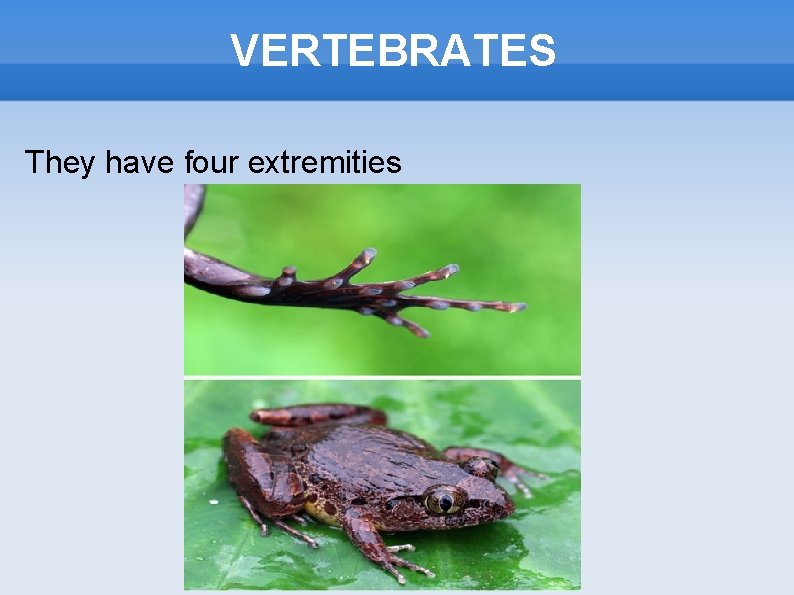 VERTEBRATES They have four extremities 