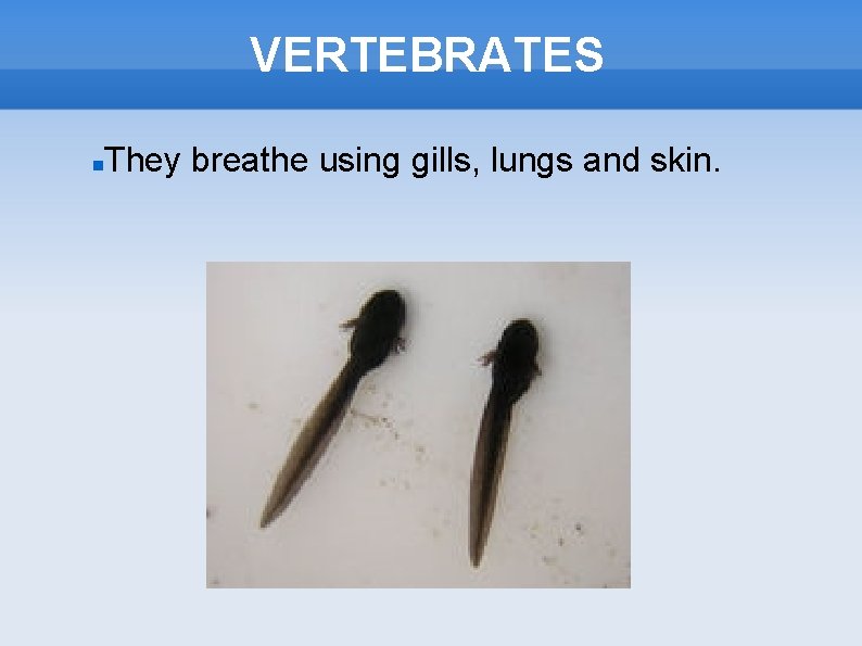 VERTEBRATES They breathe using gills, lungs and skin. 