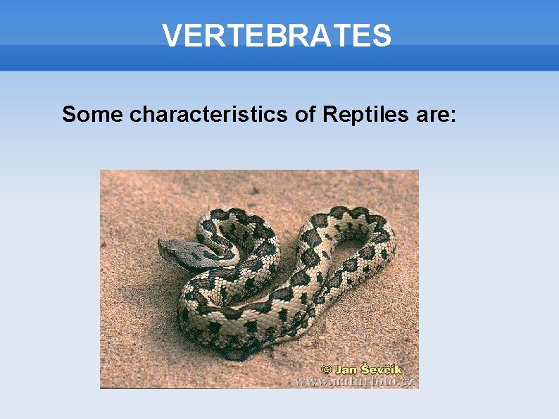 VERTEBRATES Some characteristics of Reptiles are: 