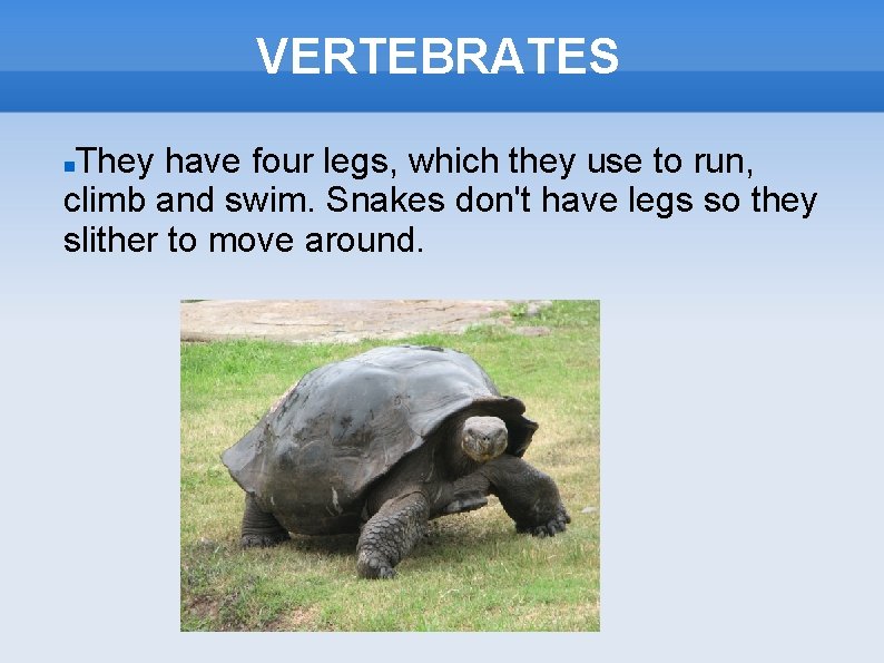 VERTEBRATES They have four legs, which they use to run, climb and swim. Snakes