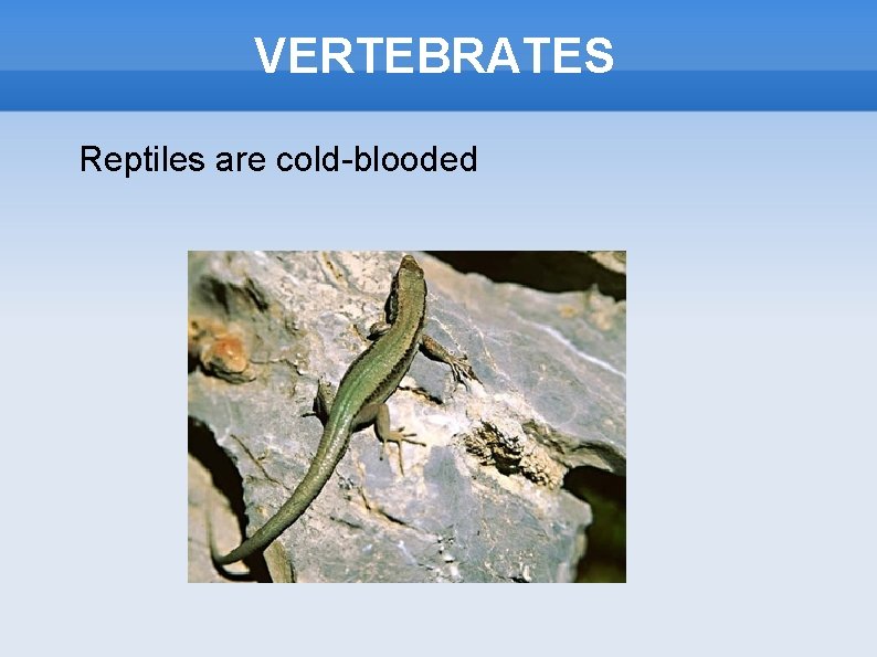 VERTEBRATES Reptiles are cold-blooded 