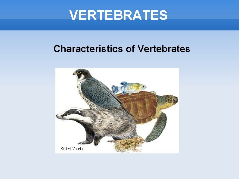 VERTEBRATES Characteristics of Vertebrates 