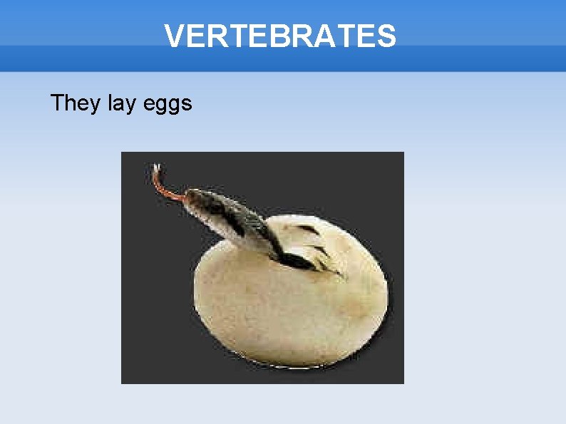 VERTEBRATES They lay eggs 