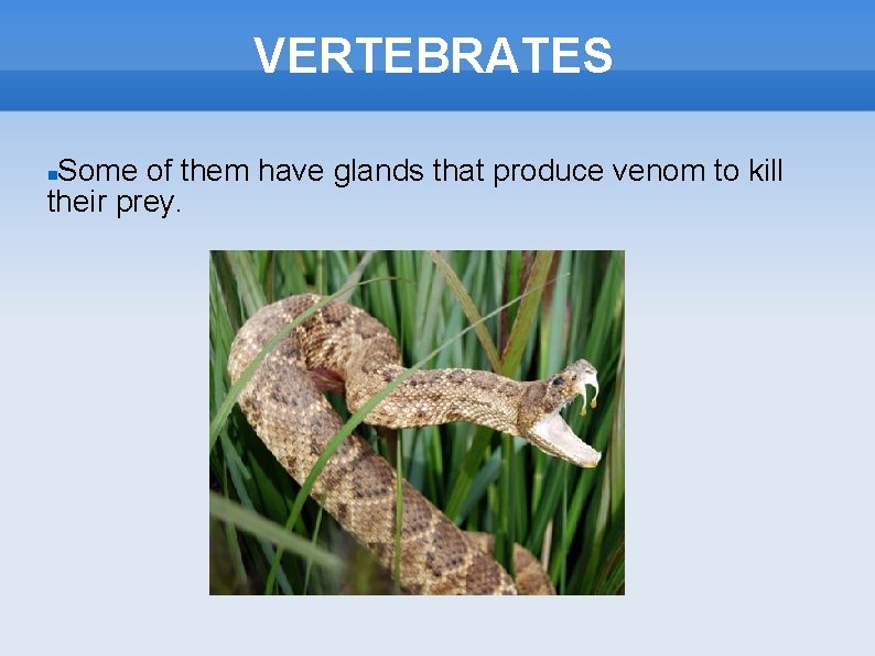 VERTEBRATES Some of them have glands that produce venom to kill their prey. 