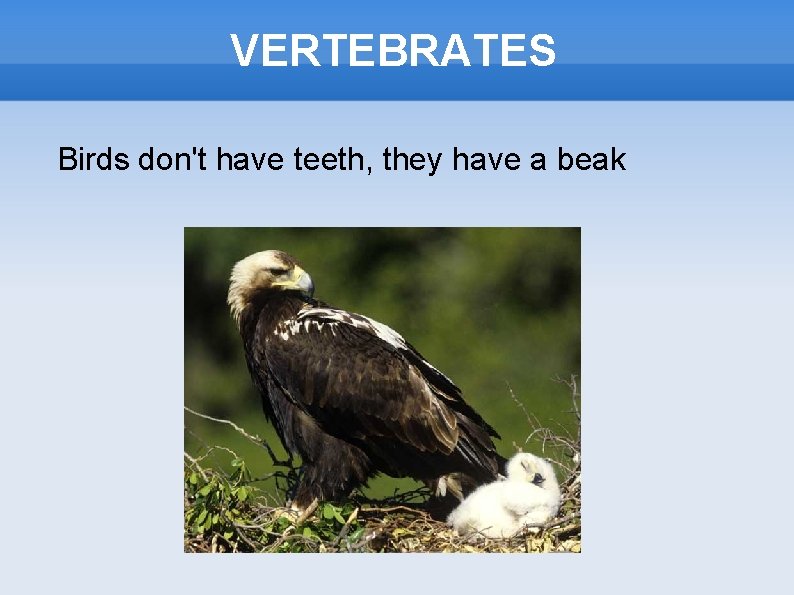 VERTEBRATES Birds don't have teeth, they have a beak 