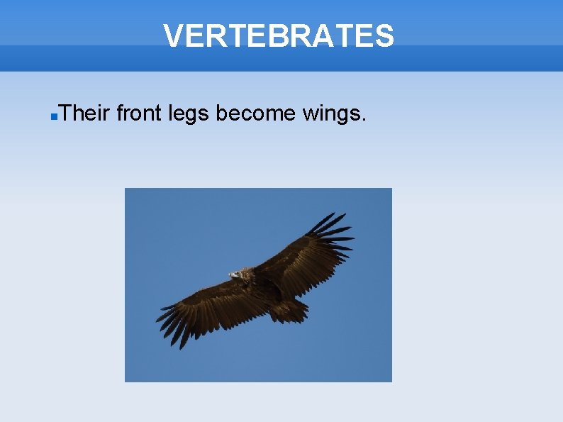 VERTEBRATES Their front legs become wings. 