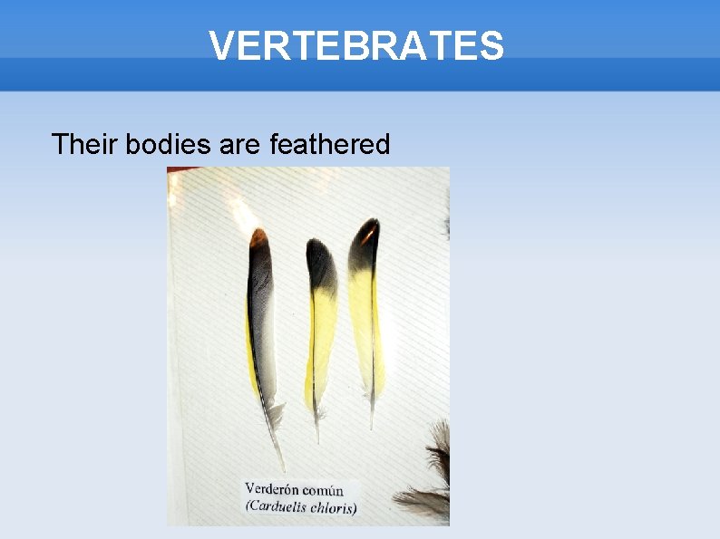 VERTEBRATES Their bodies are feathered 