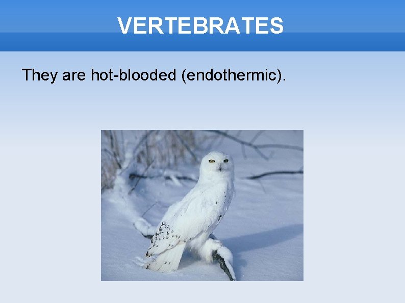 VERTEBRATES They are hot-blooded (endothermic). 
