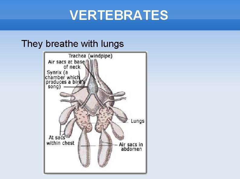 VERTEBRATES They breathe with lungs 