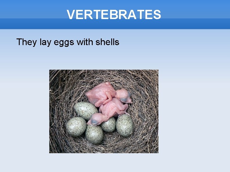 VERTEBRATES They lay eggs with shells 