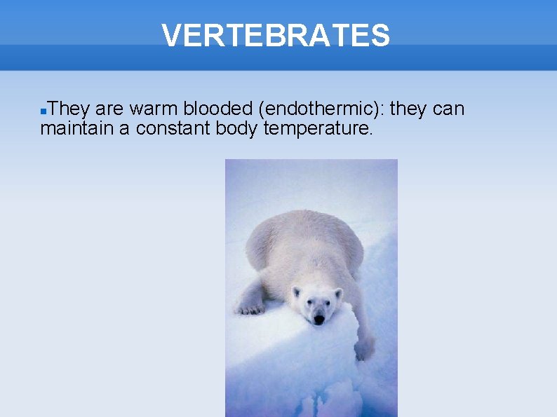 VERTEBRATES They are warm blooded (endothermic): they can maintain a constant body temperature. 