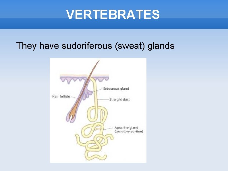 VERTEBRATES They have sudoriferous (sweat) glands 