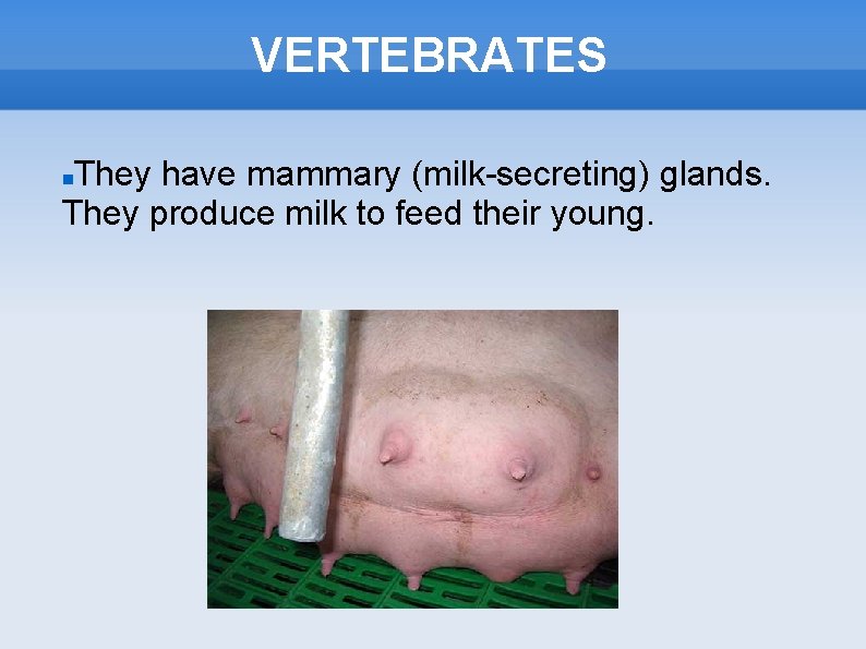 VERTEBRATES They have mammary (milk-secreting) glands. They produce milk to feed their young. 