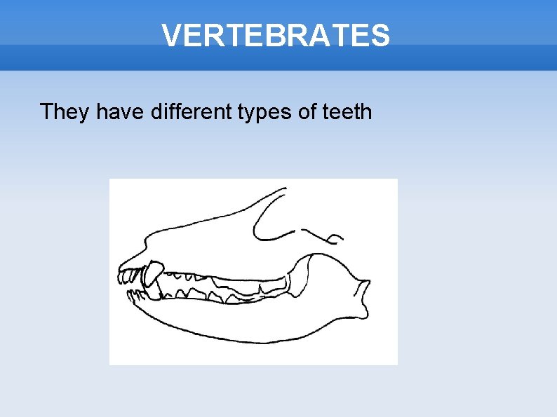 VERTEBRATES They have different types of teeth 