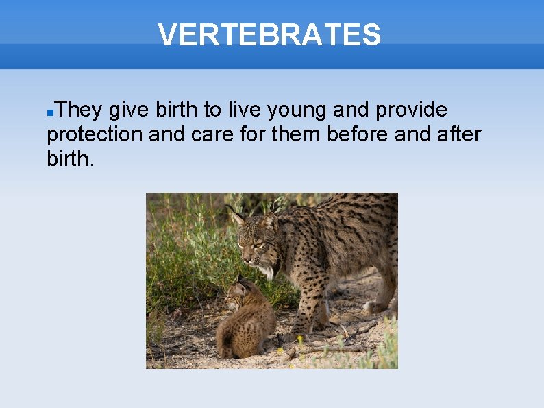 VERTEBRATES They give birth to live young and provide protection and care for them