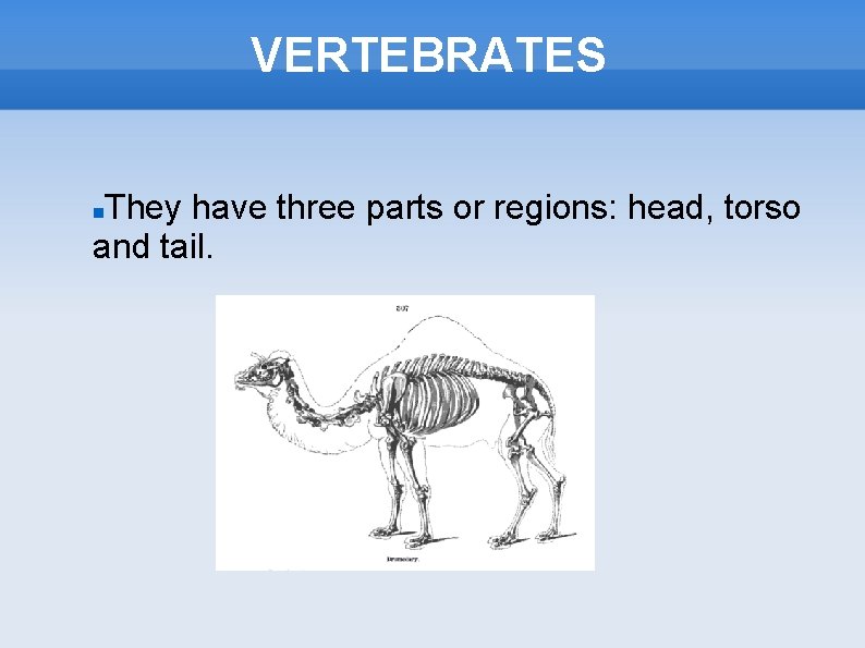 VERTEBRATES They have three parts or regions: head, torso and tail. 