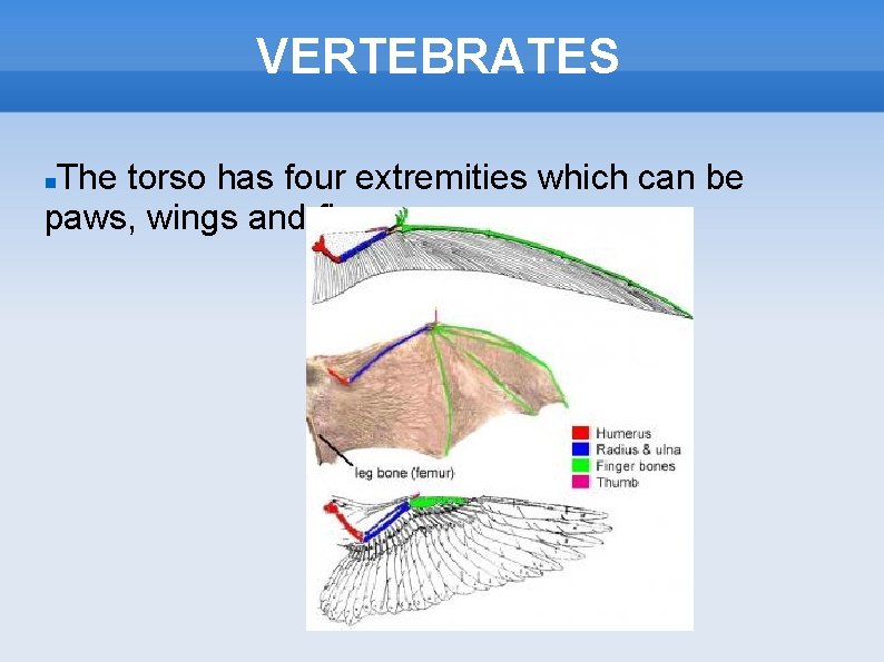 VERTEBRATES The torso has four extremities which can be paws, wings and fins. 