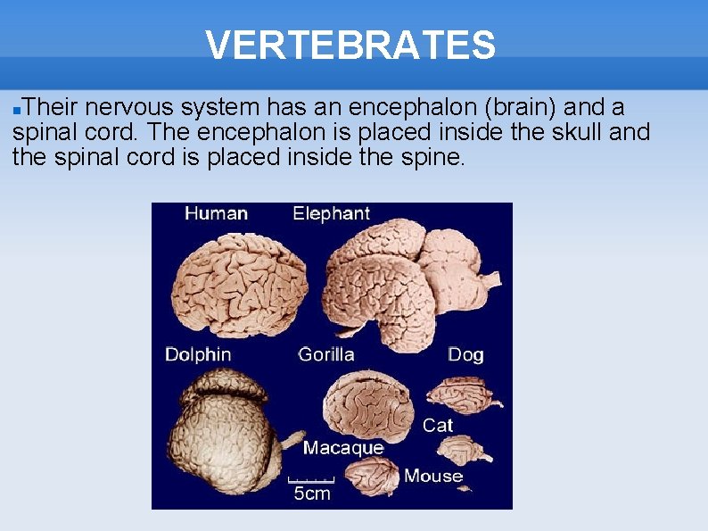 VERTEBRATES Their nervous system has an encephalon (brain) and a spinal cord. The encephalon