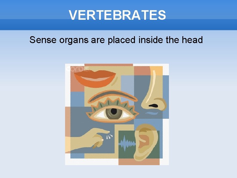 VERTEBRATES Sense organs are placed inside the head 