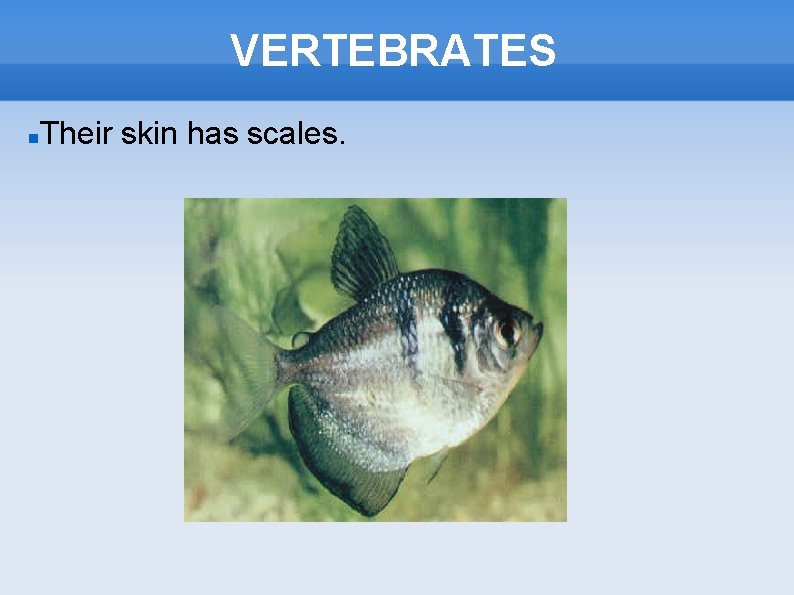 VERTEBRATES Their skin has scales. 