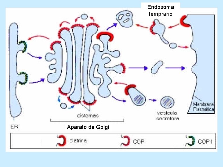 Endosoma temprano Aparato de Golgi 
