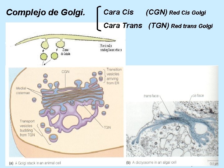 Complejo de Golgi. Cara Cis (CGN) Red Cis Golgi Cara Trans (TGN) Red trans