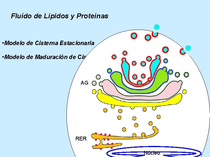 Fluído de Lípidos y Proteínas • Modelo de Cisterna Estacionaria • Modelo de Maduración