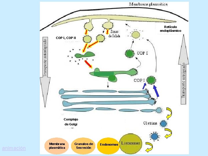 Retículo endoplásmico COP I, COP II Complejo de Golgi animación Membrana plasmática Granulos de