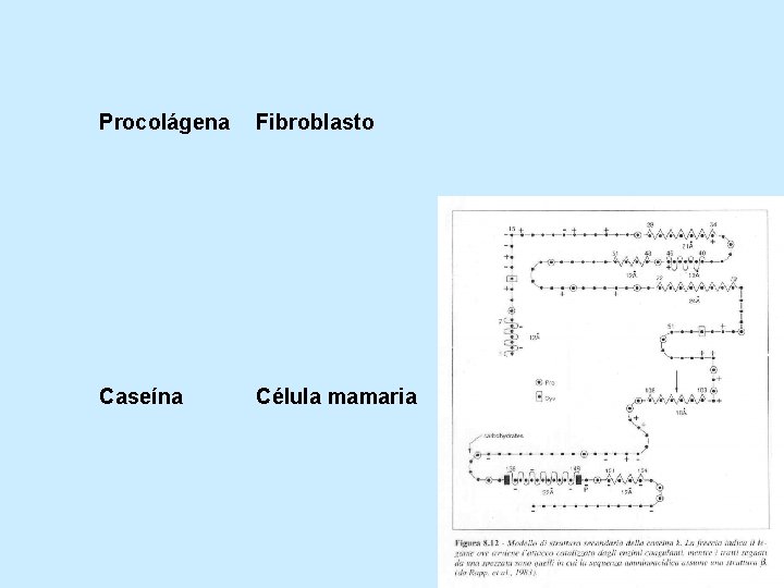 Procolágena Fibroblasto Caseína Célula mamaria 