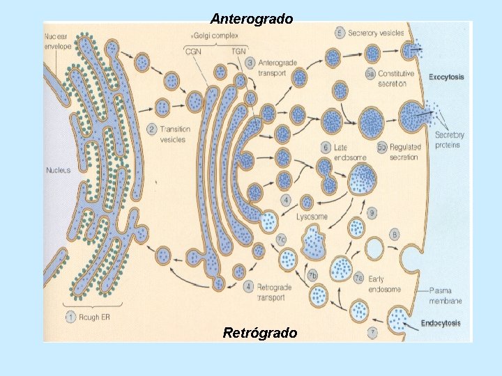 Anterogrado Retrógrado 