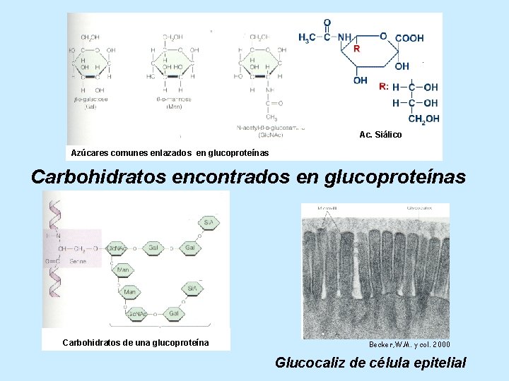 Ac. Siálico Azúcares comunes enlazados en glucoproteínas Carbohidratos encontrados en glucoproteínas Carbohidratos de una