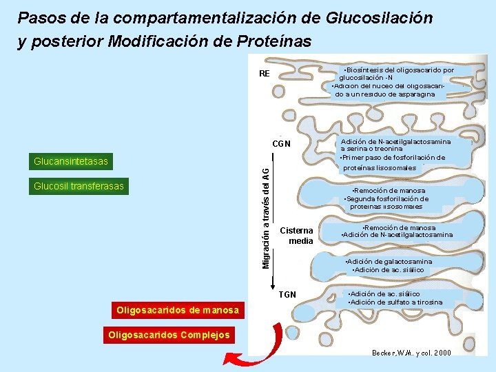 Pasos de la compartamentalización de Glucosilación y posterior Modificación de Proteínas • Biosíntesis del